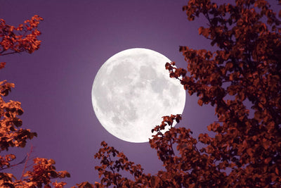 New Moon Solar Eclipse in Scorpio - by Danielle Beinstein