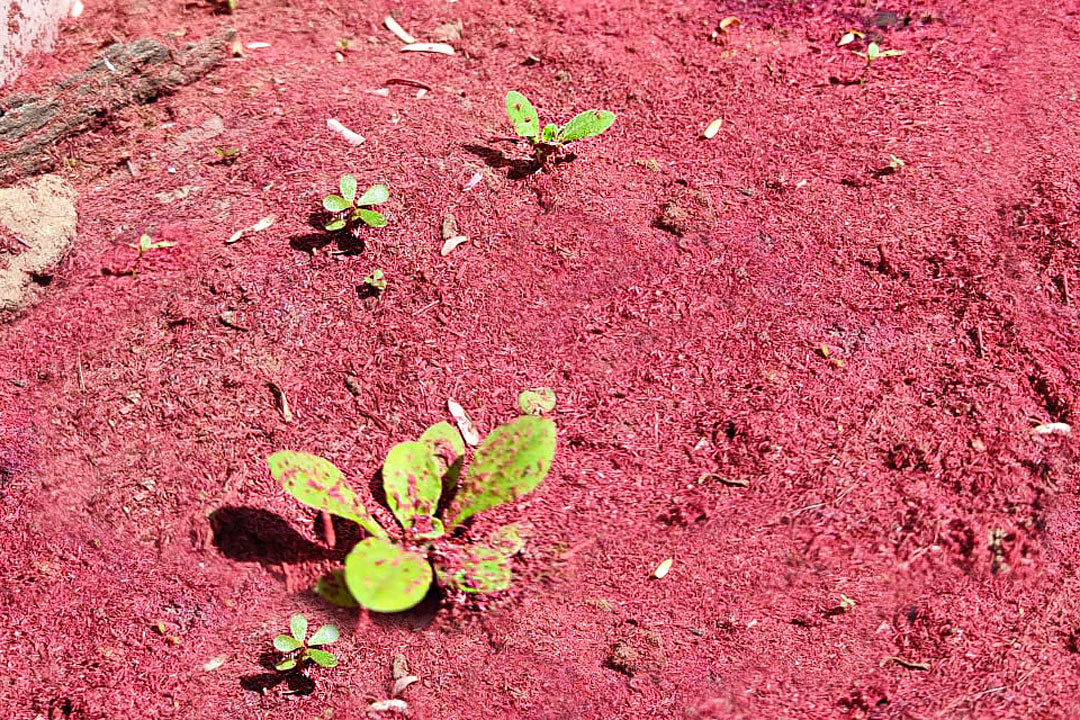 Bennd’s Biodynamic, Eco-centric Philosophy, Explained