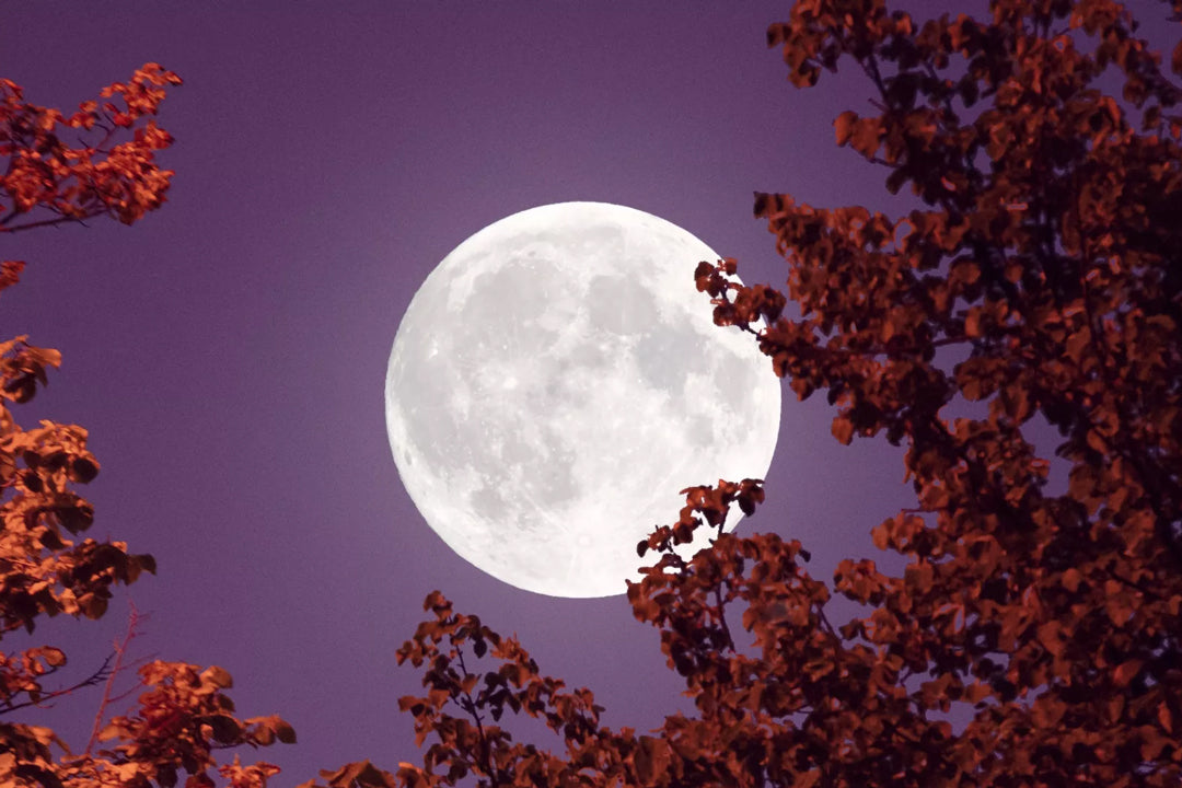 New Moon Solar Eclipse in Scorpio - by Danielle Beinstein