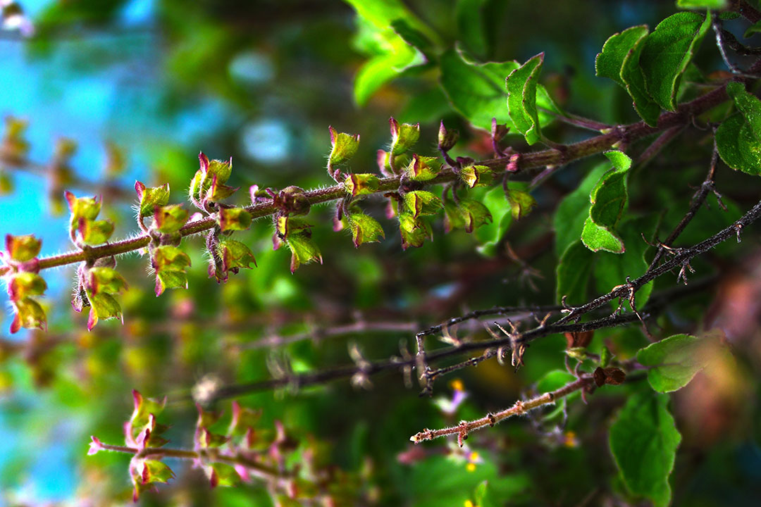 Top 5 Ayurvedic Herbs For Spring