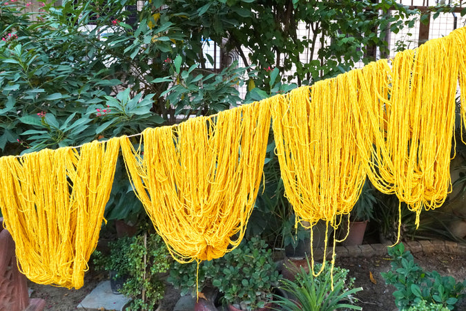 Earth Day Plant Series: All About Turmeric