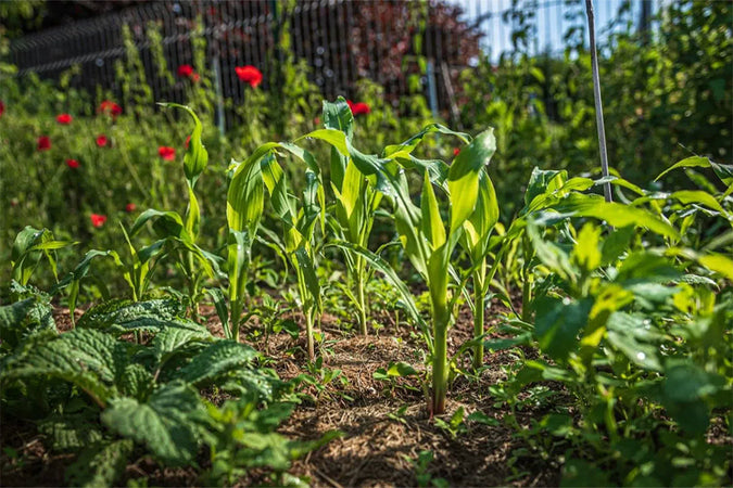Biodynamic Garden