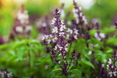 The Powerful Herbs Behind Bennd's Exclusive Formula ~ Tulsi