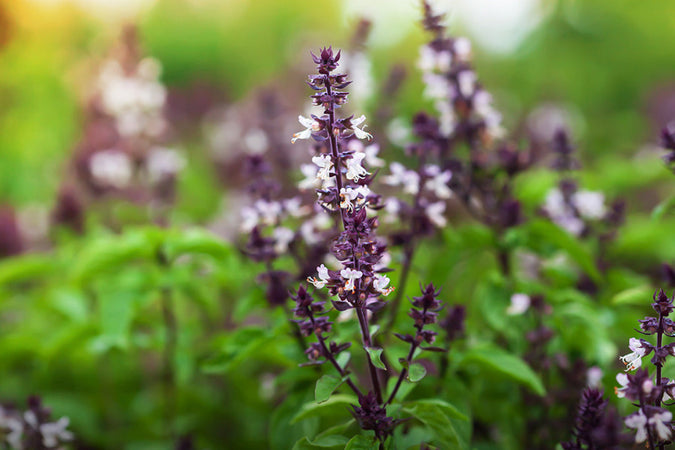 Tulsi Herb